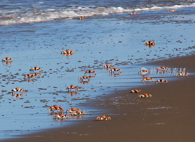 莫桑比克海滩上的一大群粉红色鬼蟹(Ocypode ryderi)